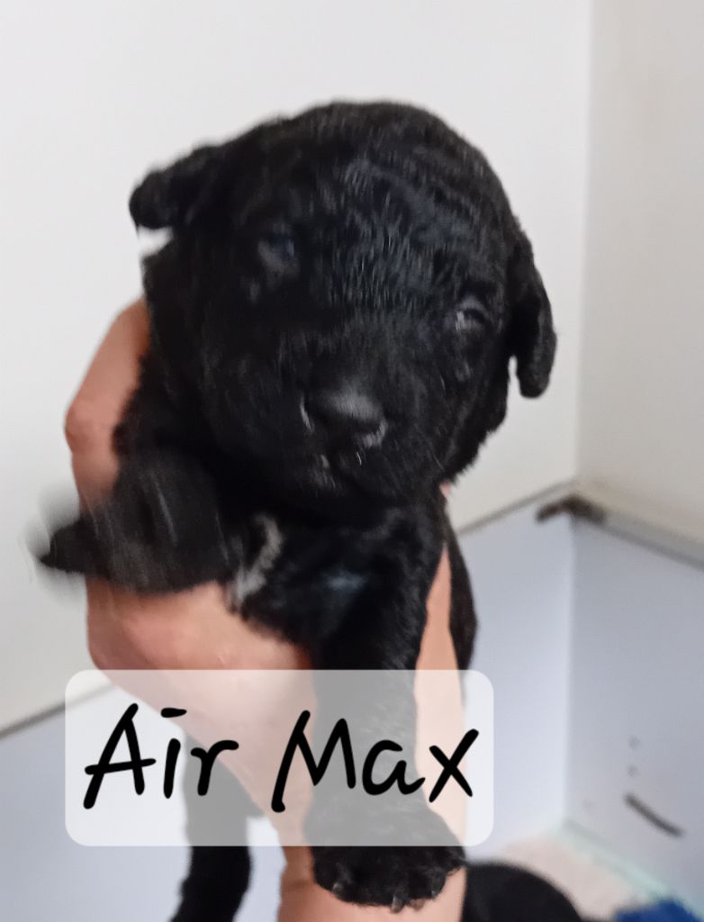 Des Portes De Barcan - Chiots disponibles - Chien d'eau espagnol