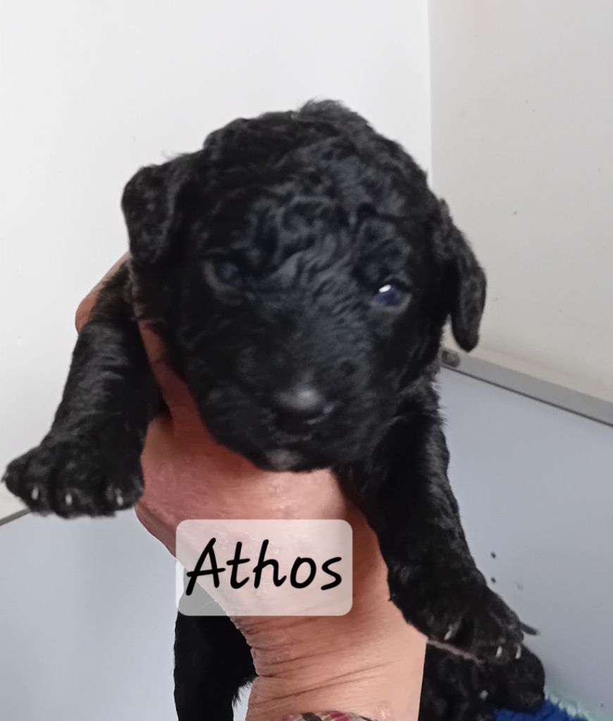Des Portes De Barcan - Chiots disponibles - Chien d'eau espagnol