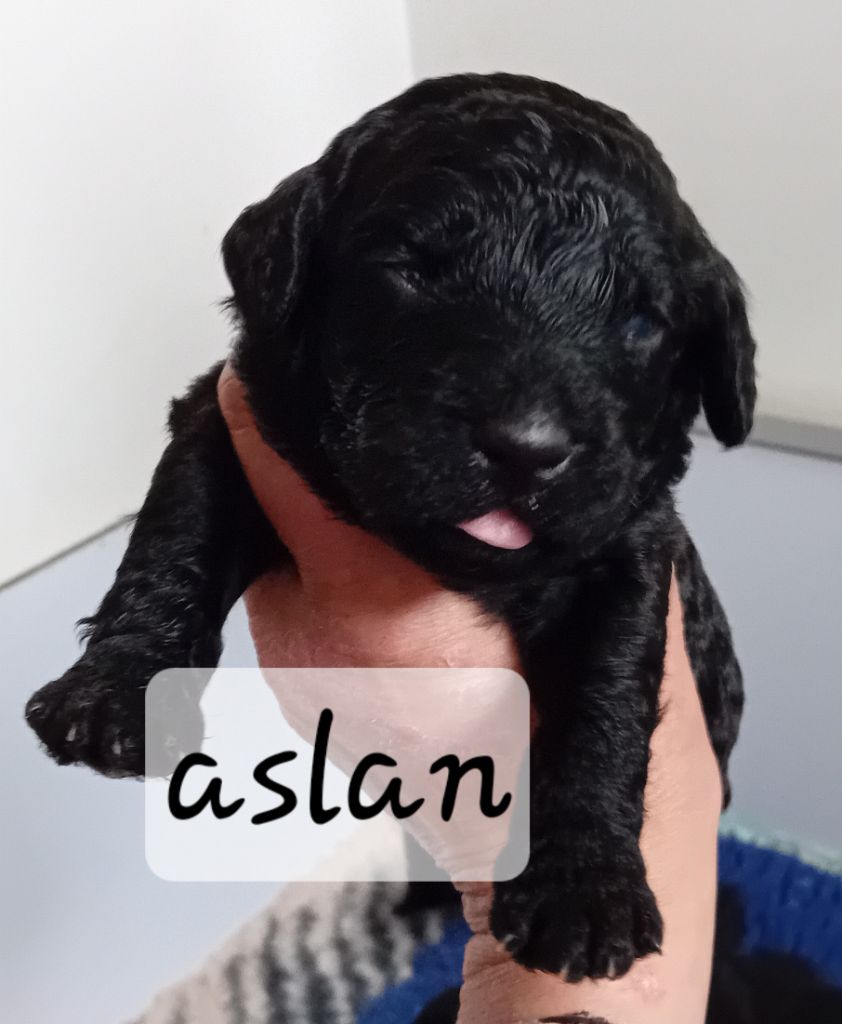 Des Portes De Barcan - Chiots disponibles - Chien d'eau espagnol