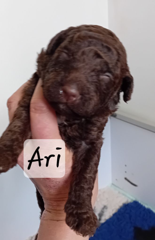 Des Portes De Barcan - Chiots disponibles - Chien d'eau espagnol