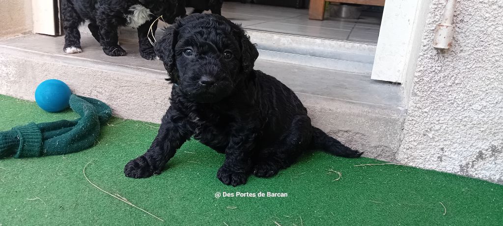 Des Portes De Barcan - Chiots disponibles - Chien d'eau espagnol