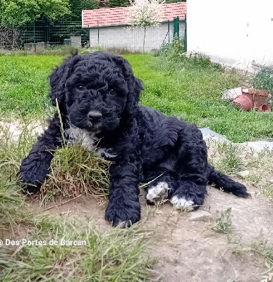 Adèle 