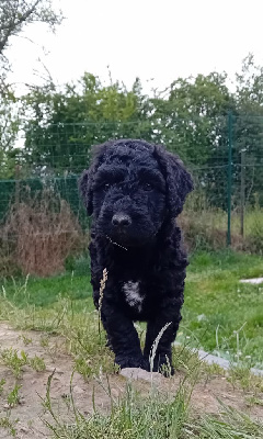 Archie 