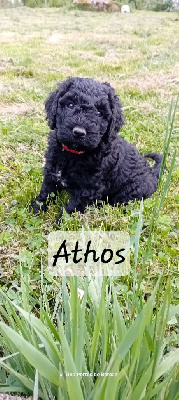 Athos